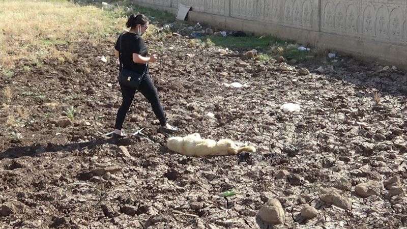 Diyarbakır’da bir köpek boynuna ip bağlanarak vahşice öldürüldü
