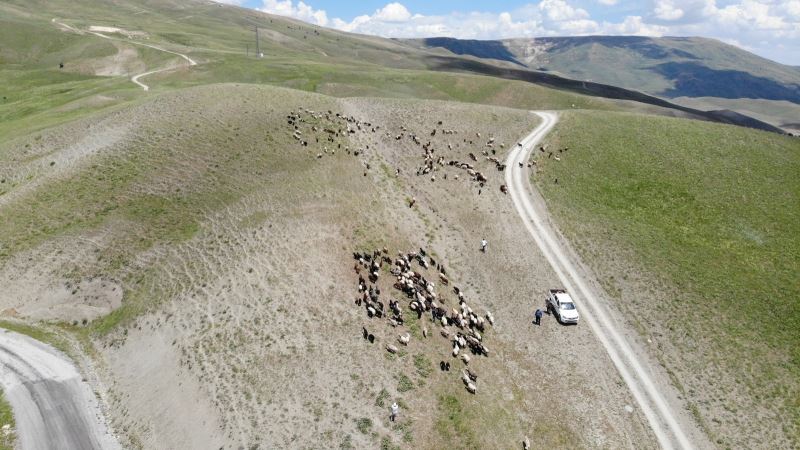 Ovadaki besiciler yaylalara çıkmaya başladı
