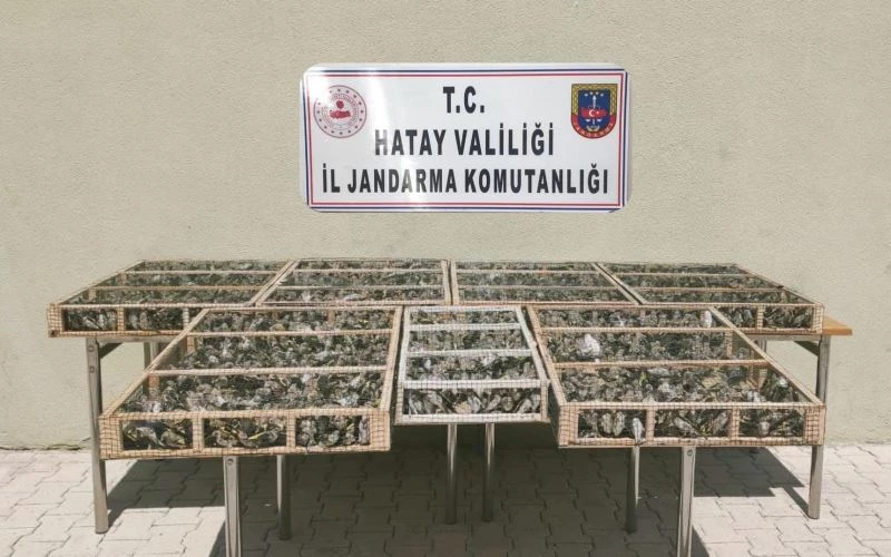 Hatay’da 3 bin 754 adet saka kuşu ele geçirildi
