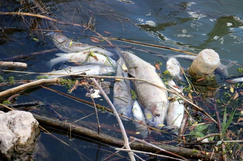 Türkiye’nin en uzun nehrinde toplu balık ölümleri
