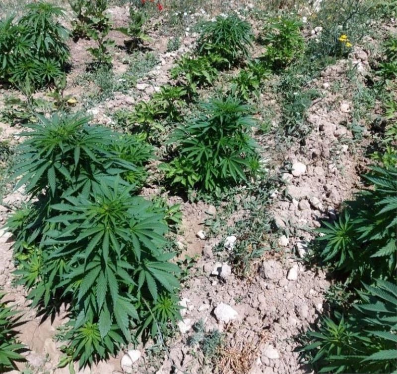 Bir evin bahçesinde 505 kök Hint keneviri ele geçirildi
