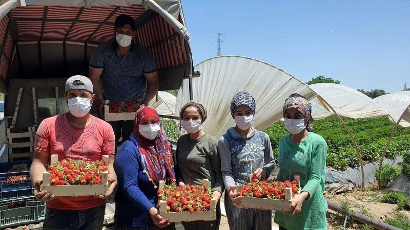 Coğrafi işaretli Sultanhisar çileği üreticisini memnun etti
