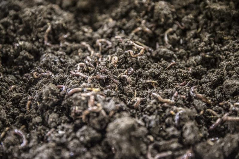 Evinin bodrumunda beslediği solucanlardan yıllık 12 ton gübre üretiyor