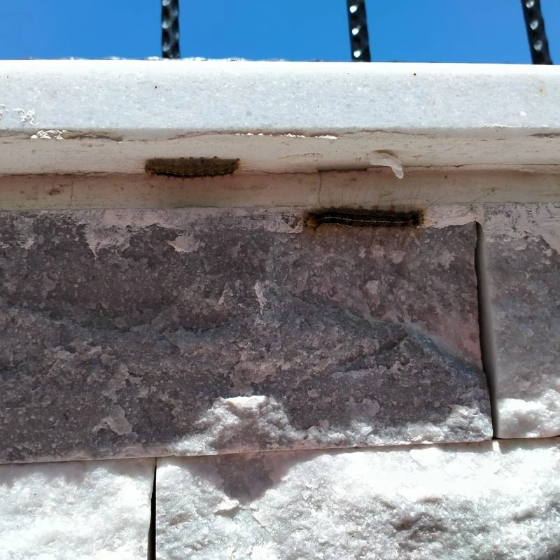 Tırtıl istilâsına uğrayan Çeltikçi’de vatandaş yardım bekliyor
