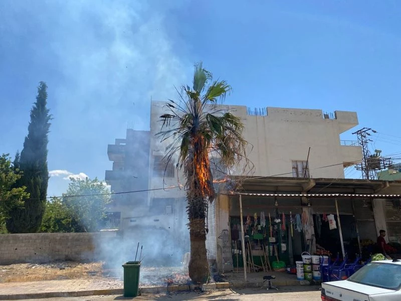 Dev palmiye ağacı alev topuna döndü
