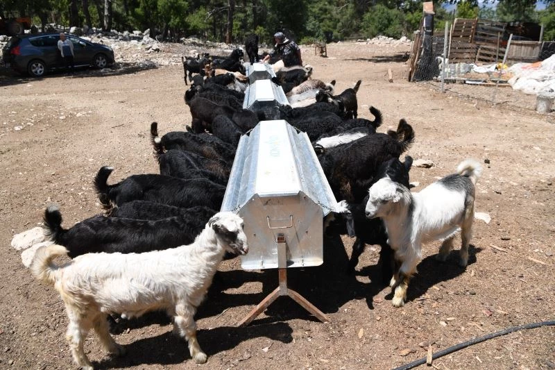 Konyaaltı’nda kışın meralara ekilen otlar, yazın hayvanlara besin oluyor
