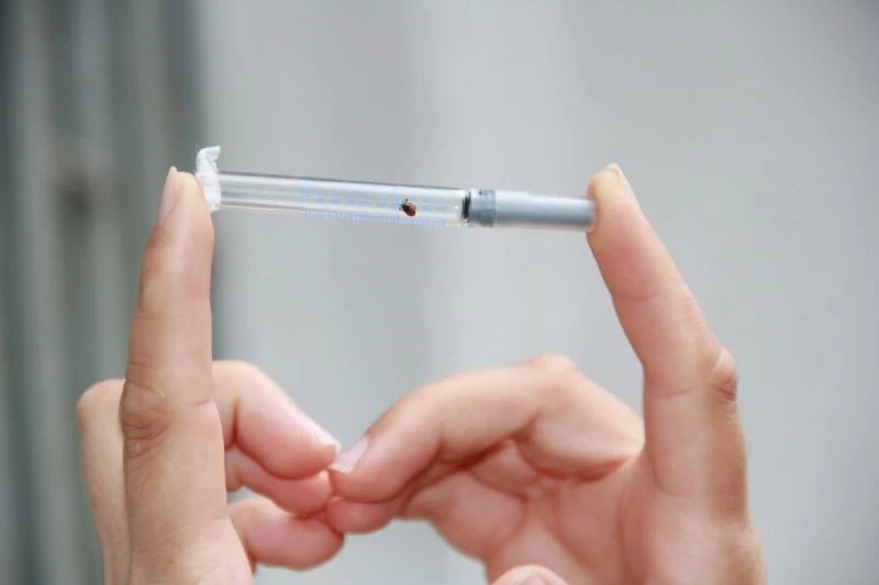 Bu hatalar öldürebilir: Kene ısırırsa bunu yapmayın
