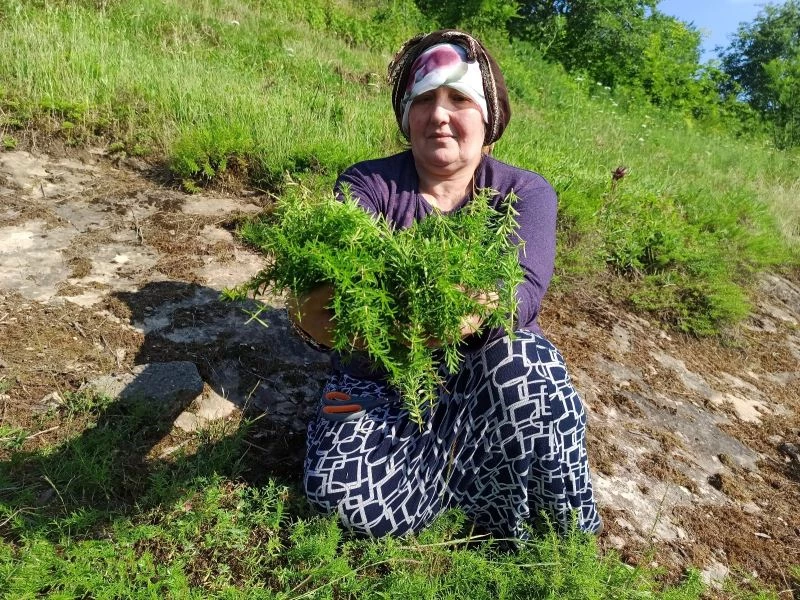 Ev hanımlarının kekik mesaisi başladı
