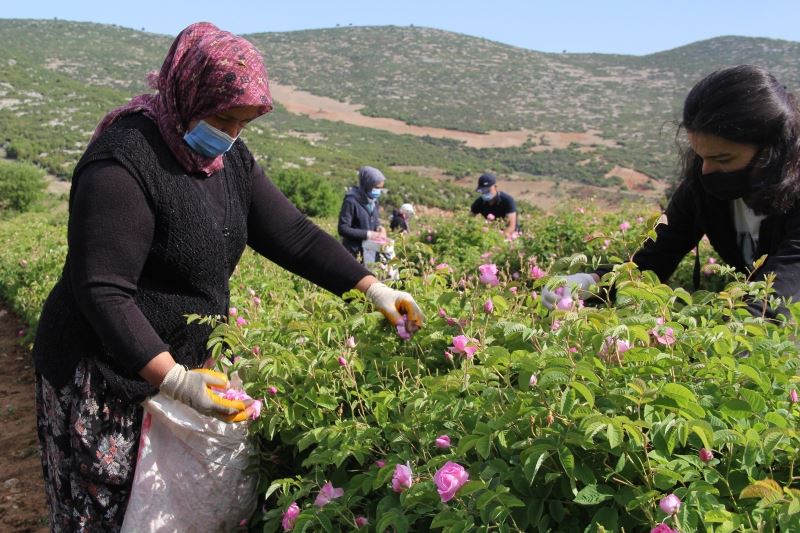 2 bin 637 metrelik Davraz Dağı eteklerinde gül hasadı
