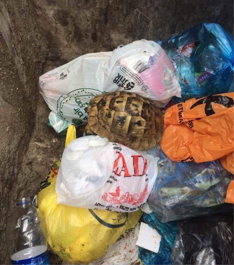 Çöpe atılan kaplumbağayı temizlik görevlileri kurtardı
