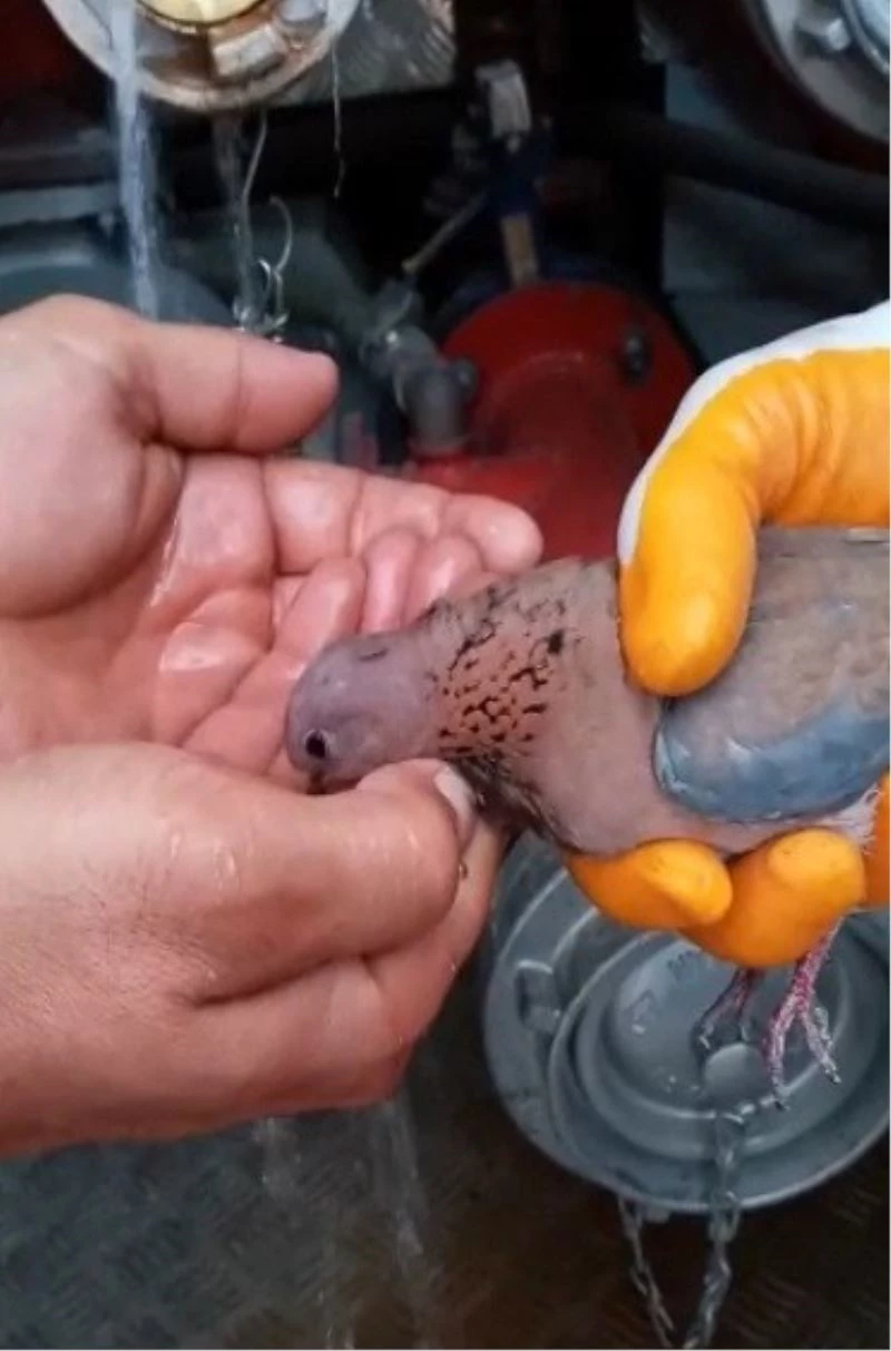 Çırpınmaktan yorgun düşen kumruya elleriyle su içirdiler
