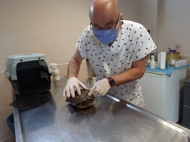 Maltepe’de kaplumbağanın inanılmaz kurtuluşu
