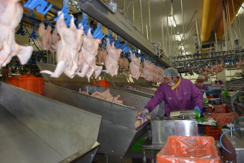 Tavuk devi 2021’de 160 milyon TL’lik yatırım plânlıyor
