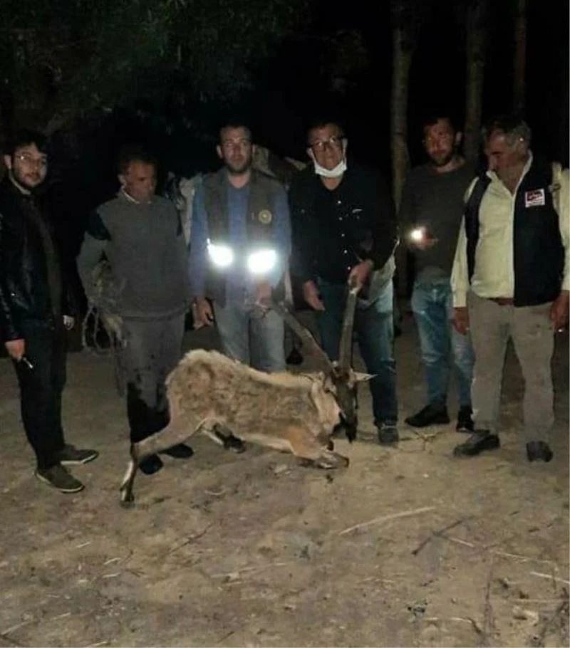 Bitkin halde bulup at sırtında taşıdılar
