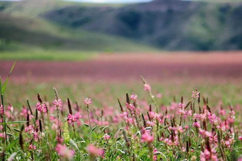 Pembe ve yeşilin buluştuğu çiçek tarlası hayranlık uyandırıyor
