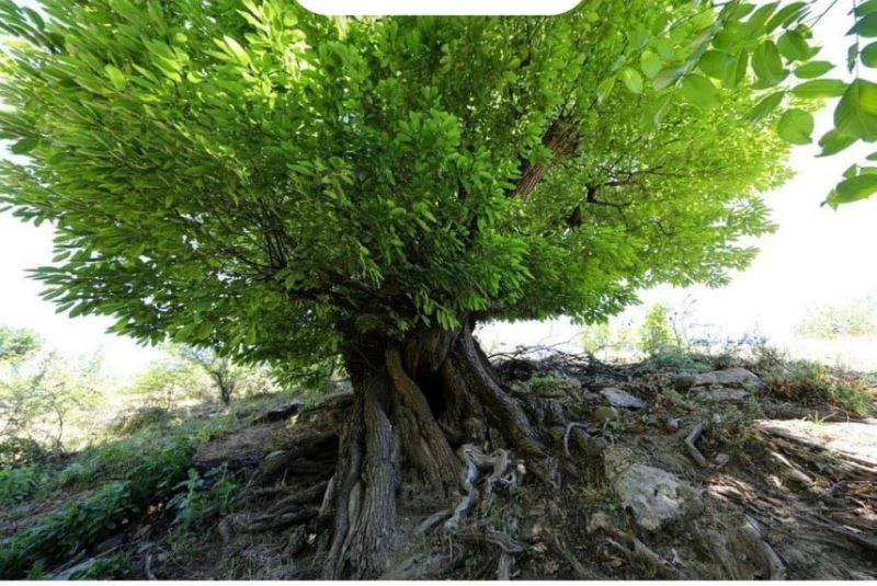 Kulp’ta 410 yıllık kestane ağacı anıt ağaç olarak tescillendi
