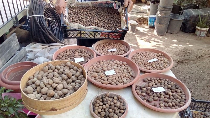 Salep dede, ömrünü salebe adadı
