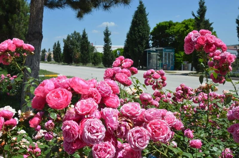 Açan güller adeta kartpostallık  bir görüntü oluştu
