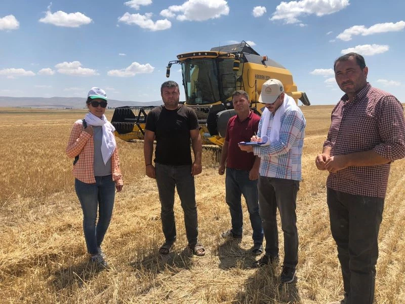 Hasatta dane kayıpları en aza indirilmek için çabalıyorlar
