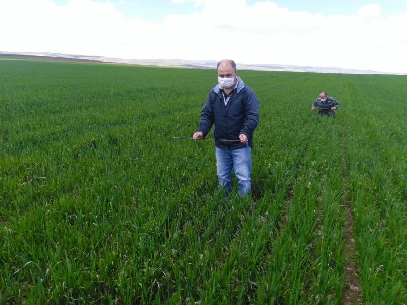 Süne mücadelesi çalışmalarında 20 yılın en düşük değeri gözlemlendi
