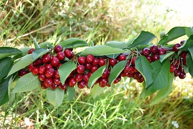 Kirazlı’da kiraz hasadı
