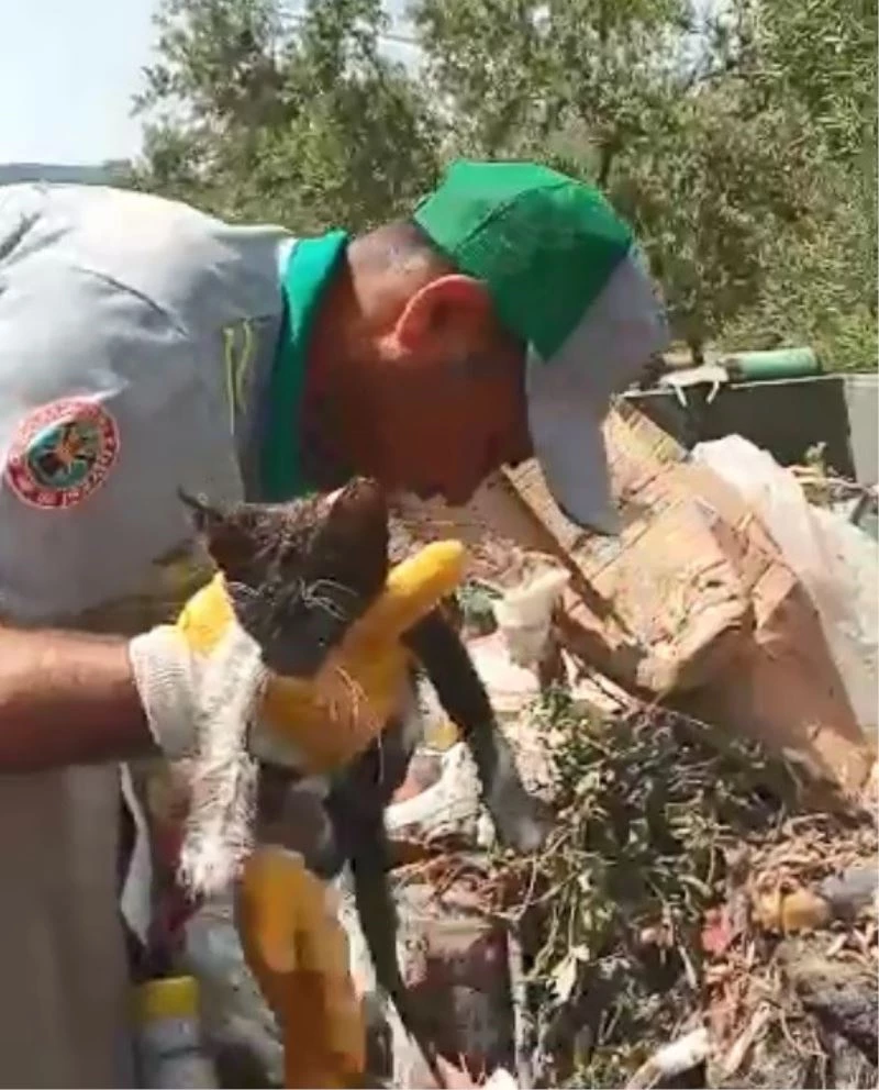 Böyle vicdansızlık görülmedi: Kedi yavrusunu çöpe atmışlar
