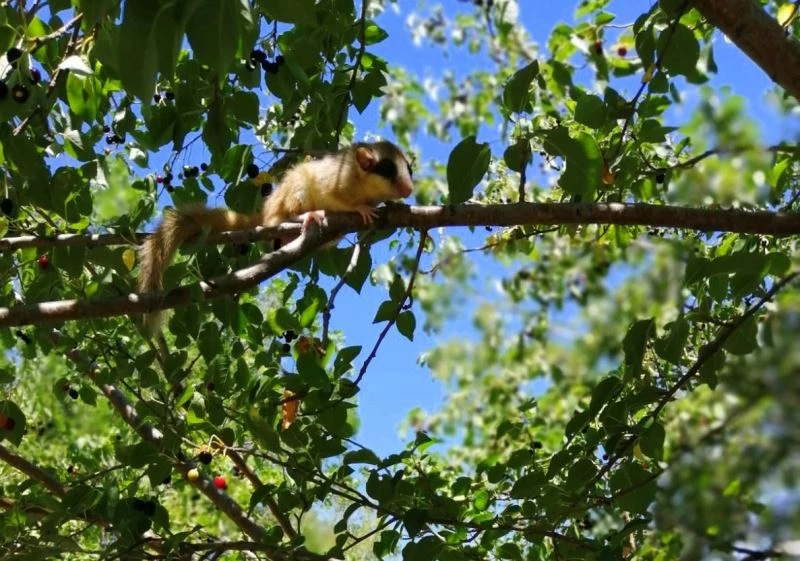 (Özel) Türkiye’de koruma altına alınan kemirgen türler arasında yer alan bahçe yediuyuru Erzincan’da ilk kez görüntülendi
