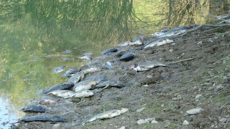  Manavgat’ta çamura dönen göletlerde balık ölümleri
