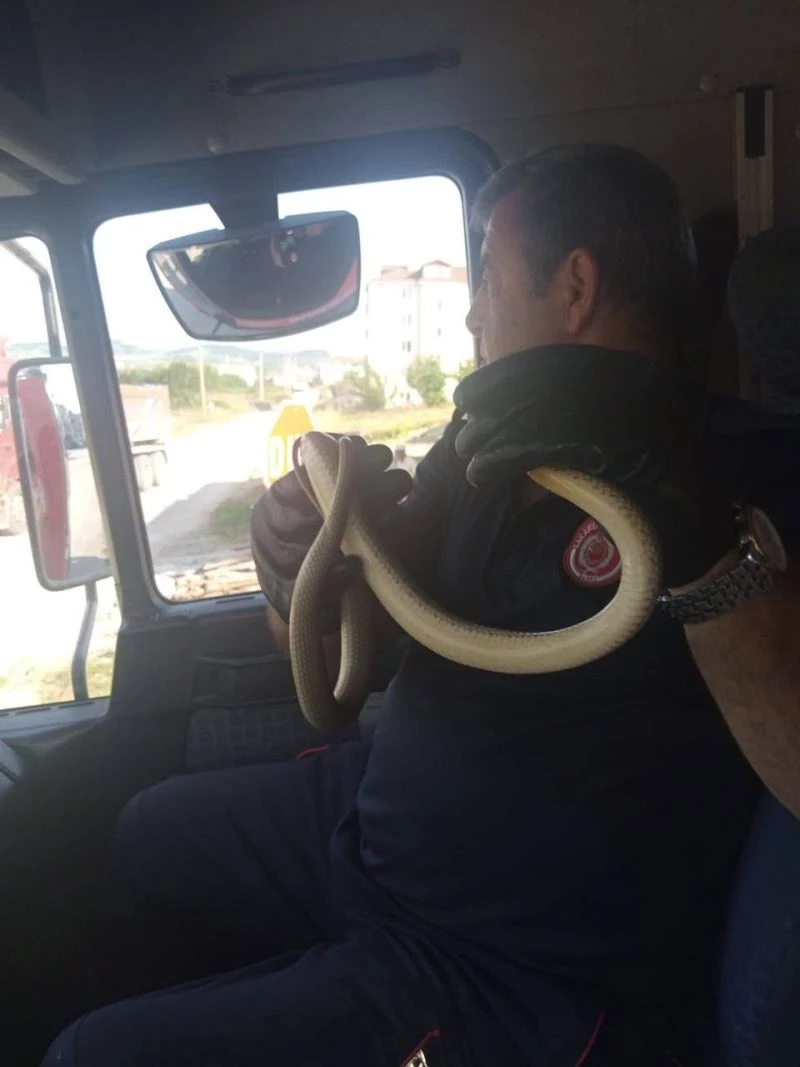 Korkusuz itfaiye elinde taşıdığı yılanı tekrar doğaya saldı
