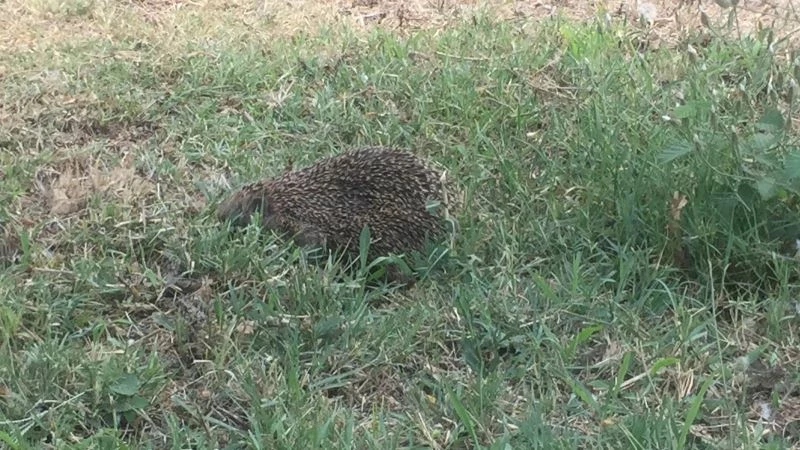 Parkta ortaya çıkan kirpi görenleri şaşırttı
