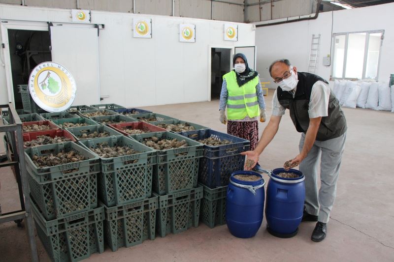 Çam tohumunun çimlenmesinde yüzde 90’ın üstünde başarı
