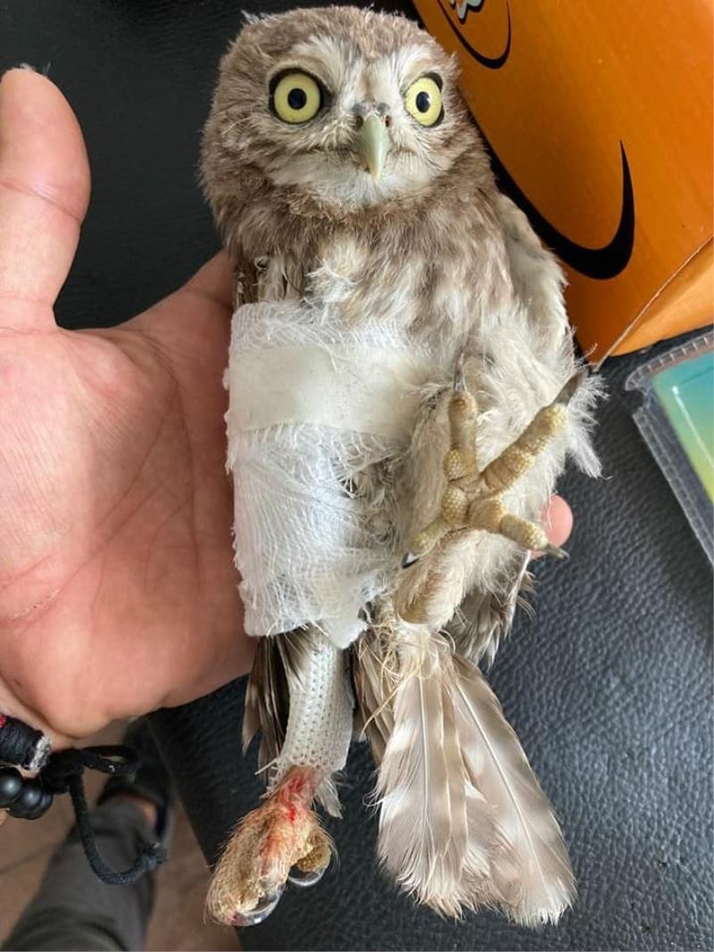 Tunceli’de yaralı kukumav kuşu tedavi altına alındı
