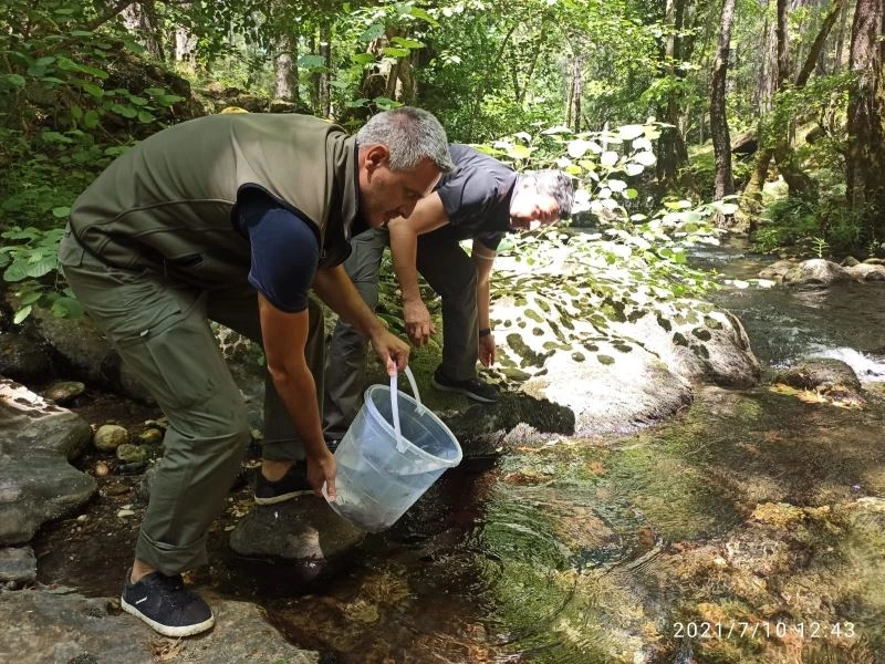 Çanakkale’de 8 bin adet yavru alabalık derelere salındı
