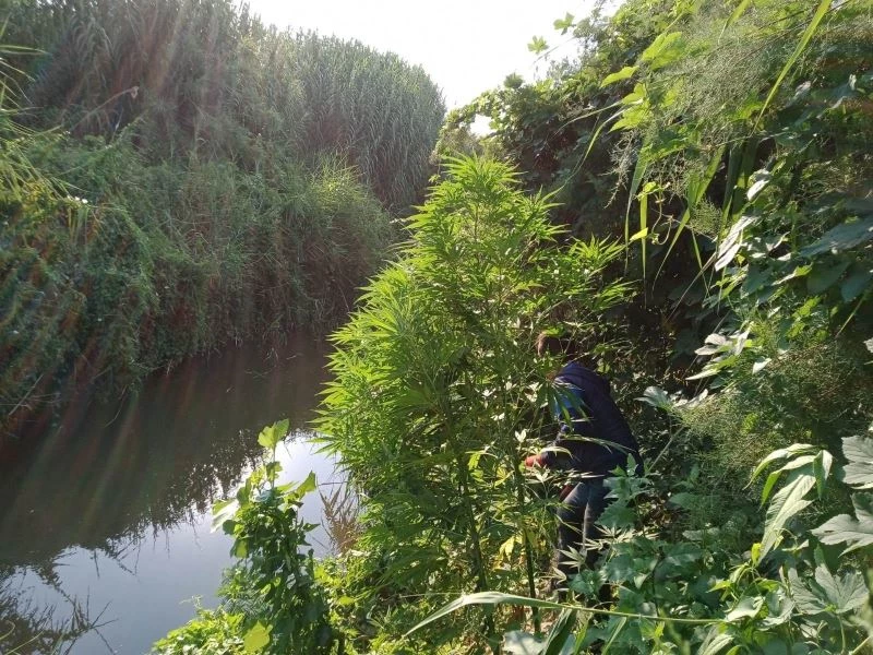 Sulama kanalı çevresinde 203 kök kenevir ele geçirildi
