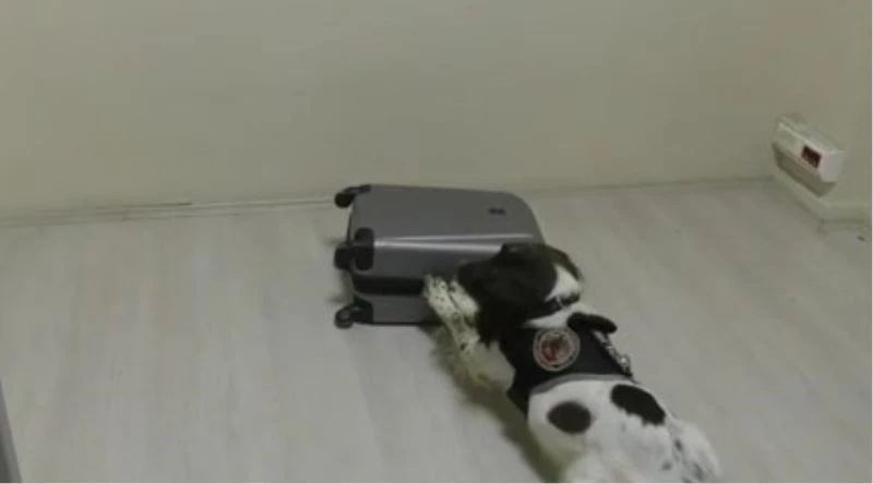 Otobüsteki yolcunun valizinden emdirilmiş halde uyuşturucu çıktı
