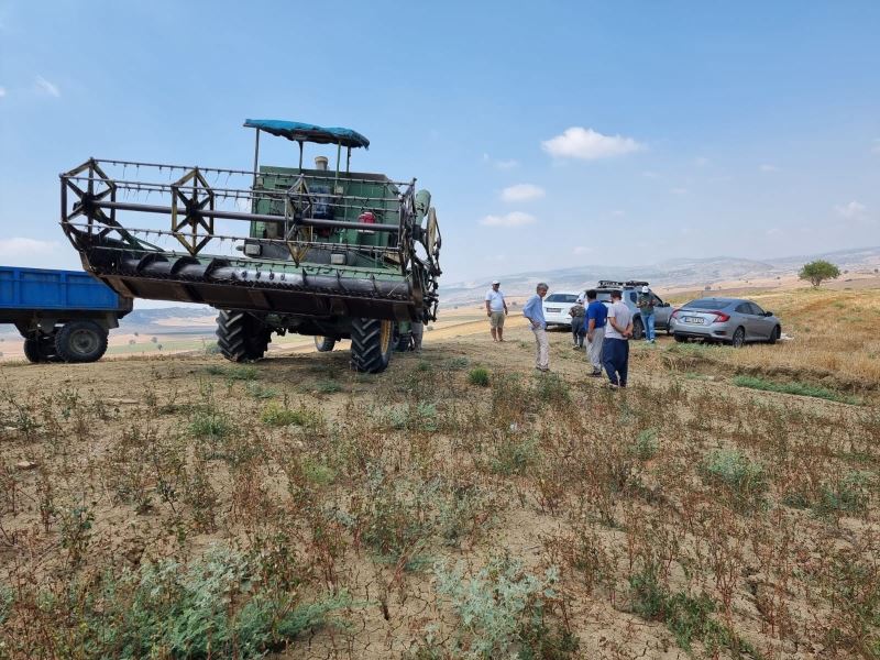 Tarsus’ta karabuğday hasadı
