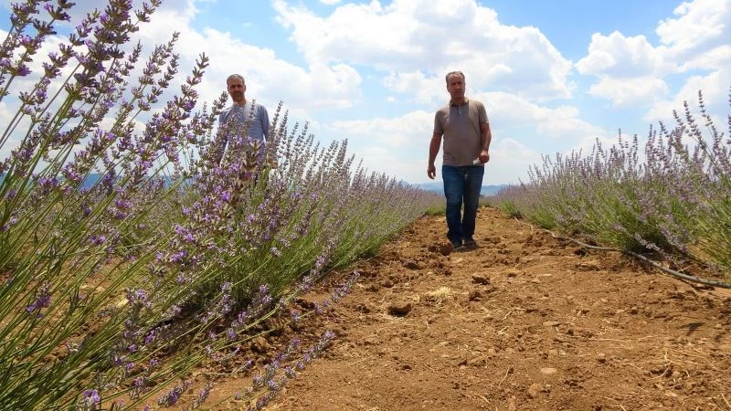 Fuarda görüp ekimini yaptığı lavantayı, ekonomiye ve turizme kazandırmayı hedefliyor
