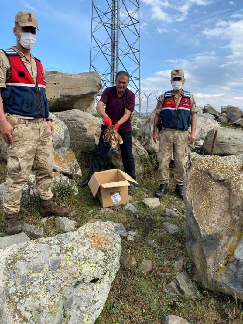 Bozkır kartalı tedavi altına alındı
