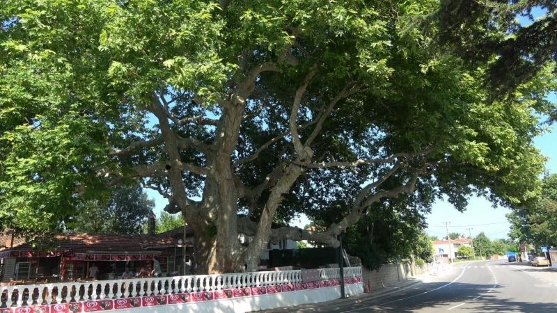 (Özel) İki imparatorluk battı, o çınar ağacı hala dimdik ayakta
