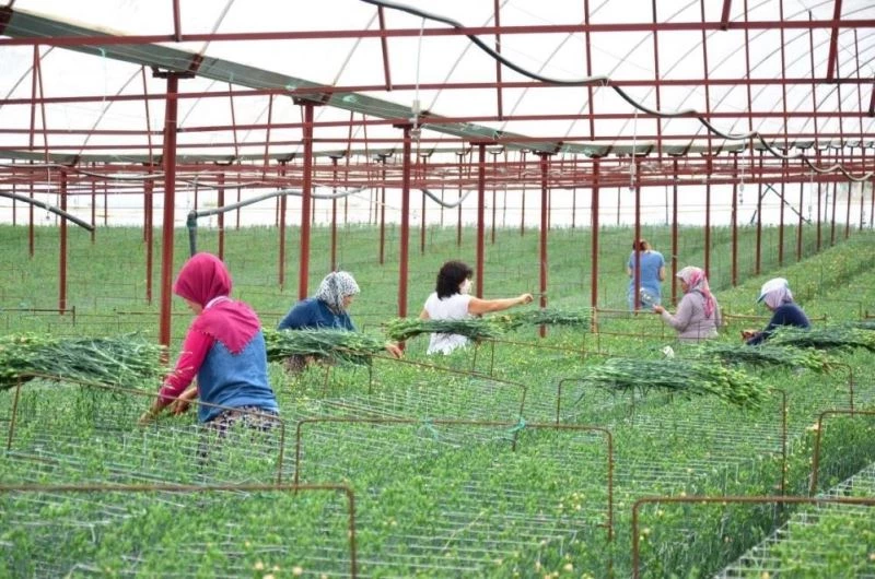 En kaliteli karanfiller Denizli’de 12 ay boyunca üretilebilecek
