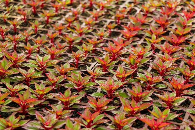 Safranbolu’da belediye serası üretime devam ediyor
