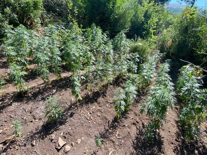 Kenevir ekenler fotokapanla tespit edildi
