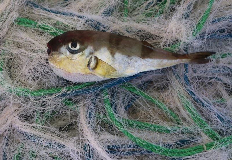 Balıkçılar avlayamıyor... Balon balıkları ağları parçalıyor
