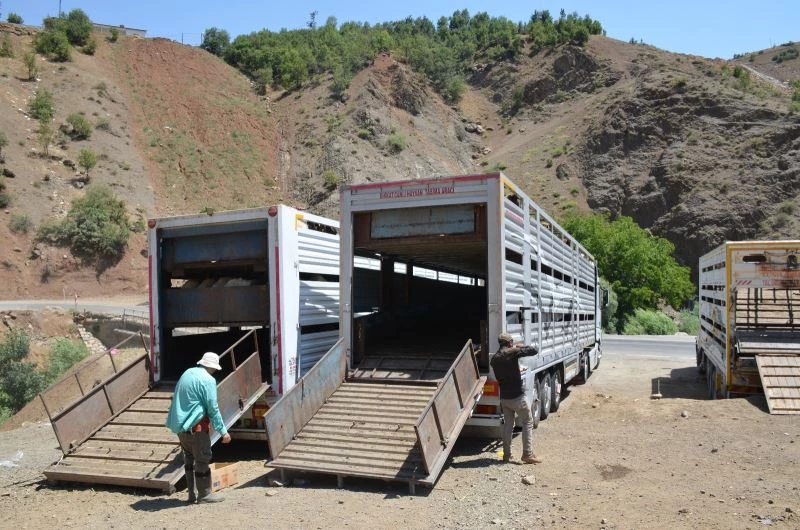 Kurbanlıklar yayladan indirildi bayram hazırlıkları başladı
