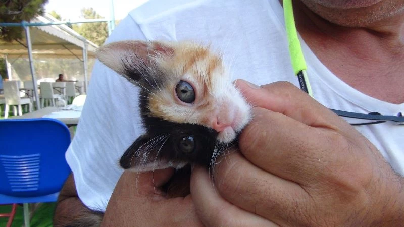 Türkiye’nin ilk çift yüzlü kedisi gönülleri fethetti
