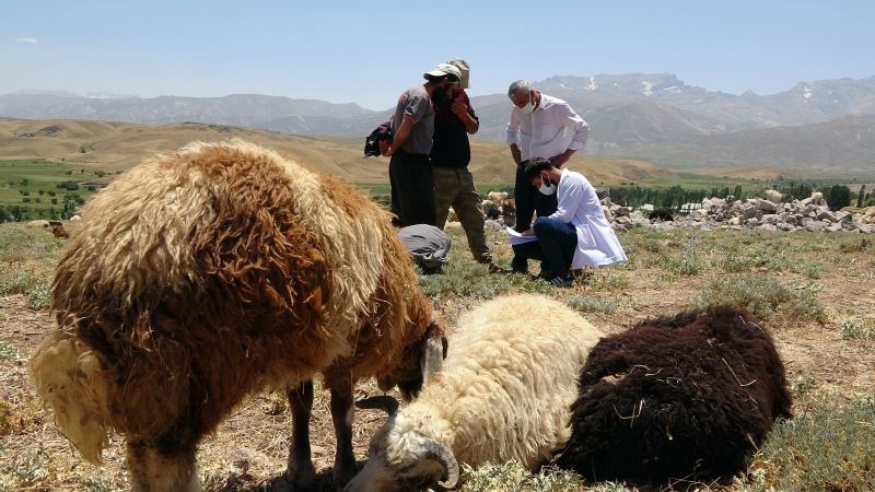 Sağlık çalışanları dağ tepe demeden berivanları, çobanları ve çiftçileri aşılıyor
