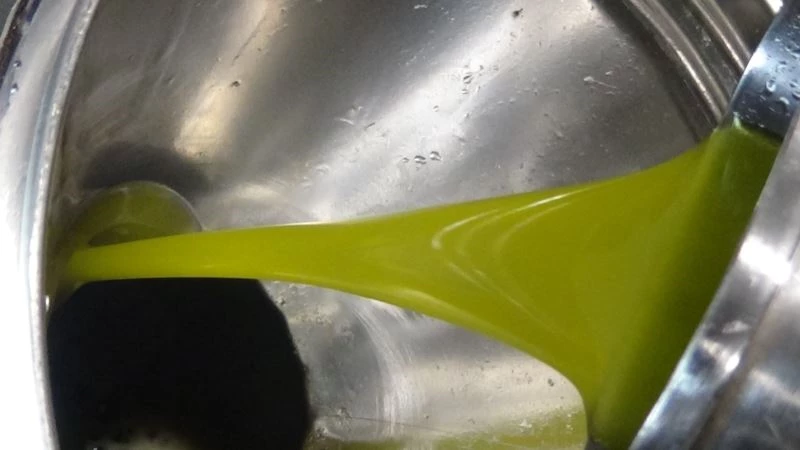 (Özel) Zeytinyağı sıcak havaları sevmiyor
