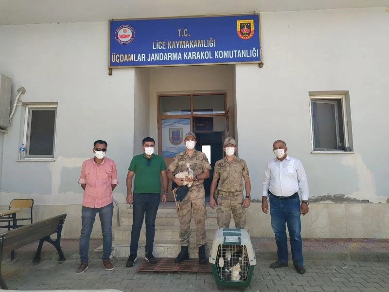 Jandarmadan Leylek yavrularına şefkat eli
