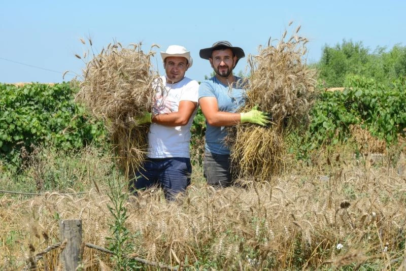 Nilüfer’de ekolojik buğdayda hasat dönemi
