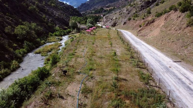 Türkiye’nin dört bir tarafından gönderilen fidanlar şehit öğretmenin baba ocağında hatıra ormanında buluştu
